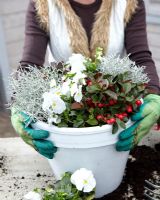 Planter un pot d'hiver avec Gaultheria procumbens, Leucophyta brownii et Viola