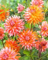 Dahlia 'Orange Turmoil' - Gros plan de fleurs de Dahlia orange aux couleurs vives