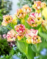 Tulipa 'Belicia' - Tulipes doubles jaunes et rouges