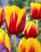 Tulipa 'Andre Citroen' - Gros plan d'une tulipe rouge et jaune