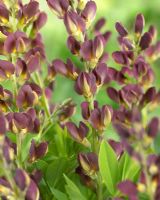 Baptisia 'Twilite Prairieblues' - Gros plan de fausses fleurs indigo