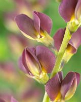 Baptisia Twilite Prairieblues - Gros plan de fleurs violettes de la fausse plante indigo