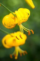 Lilium 'Citronella '. Lis asiatique