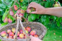 Cueillette des prunes Victoria d'arbre avec des fruits mûrs dans le panier