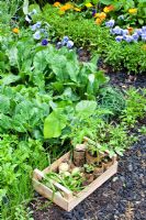 Légumes et semis récoltés en caisse par potager