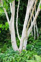 Betula utilis jaquemontii multi tiges sous-plantées de fougères, Epimediums et Corydalis
