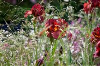 Iris barbus et graminées - Jardin Laurent-Perrier - Nature et intervention humaine - Médaillé d'or, RHS Chelsea Flower Show 2011