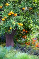 Citrus reticulata - Mandarinier et plantation de style méditerranéen - 'A Monaco Garden' - Médaillé d'or, RHS Chelsea Flower Show 2011