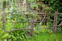 Détail d'une clôture, entourée de plantations informelles dans le 'Fever Tree's Tree House Garden' - Médaillé d'argent, RHS Chelsea Flower Show 2011