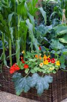 Tropaeloum - Capucines et Cucurbita - Courge de plus en plus avec Zea mays - Maïs doux dans un parterre de fleurs en osier - 'Le Burgon et Ball 5 A Day Garden' - RHS Hampton Court Flower Show 2011