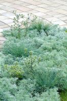 Festuca glauca 'Intense Blue' mélangé avec Artemisia schmidtiana et Eryngium x tripartitum - LOROS Hospice Garden of Light and Reflection, médaillé d'argent, RHS Hampton Court Flower Show 2011