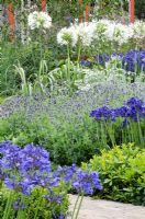 Agapanthe bleu et blanc avec Lavandula - 'Le jardin de Gray de Vestra Wealth' - RHS Hampton Court Flower Show 2011