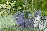 Herbe panachée avec Eryngium, Lavandula et Stachys byzantina - 'Vestra Wealth's Gray's Garden' - RHS Hampton Court Flower Show 2011