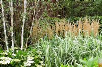 Betula - Bouleau sous-planté de Miscanthus sinensis var. condensatus 'Cabaret' et Hortensia - 'Vestra Wealth's Grey's Garden' - RHS Hampton Court Flower Show 2011