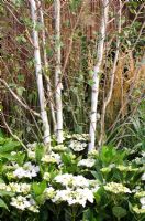 Betula - Bouleau, sous-planté d'Hydrangea macrophylla - 'Vestra Wealth's Grey's Garden', médaille d'or, RHS Hampton Court Flower Show 2011