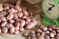 Solanum tuberosum - Pomme de terre 'Sarpo Mira', montrant différents rendements dans différents compost