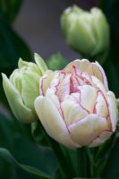 Tulipa 'Belicia à têtes multiples', ouverture des capitules
