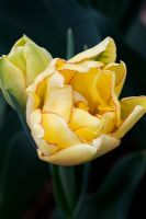 Tulipa 'Double Multiheaded Aquilla', ouverture des capitules