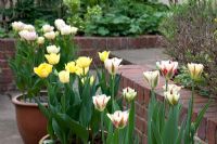 Tulipes variées en pots sur terrasse - Tulipa 'Flaming Springgreen', Tulipa 'Double Multiheaded Belicia', Tulipa 'Double Multiheaded Aquilla'