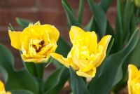 Tulipa 'Aquilla à plusieurs têtes'