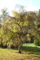 Betula - Bouleau aux couleurs automnales en octobre. Chippenham Park, Cambridgeshire. Ouvrir avec le NGS