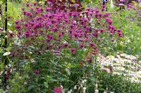 Leucanthemum Superbum et Monarda 'Gewitterwolke' en parterre d'été mixte