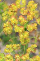 Euphorbia cyparissias - Euphorbe de Chypre