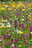 Prairie de fleurs sauvages avec des syphes sur Linaria Maroccana