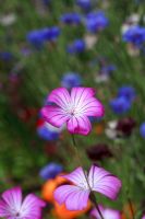 Agrostemma githago - Fleur de Corncockle