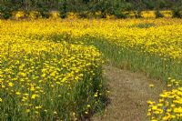Chemin à travers la prairie de fleurs sauvages avec Chrysanthemum segetum - soucis de maïs