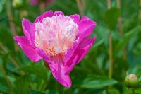 Paeonia lactiflora 'Gay Paree' - Pivoine