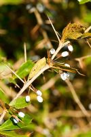 Berberis pruinosa. Jardins de Sir Harold Hillier, Hampshire, Royaume-Uni