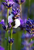 Fleurs de lavande à la broche de coucou mousseux