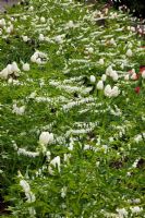 Lamprocapnos spectabilis 'Alba' planté de Tulipa dans un parterre de printemps