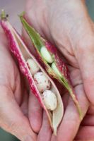 Phaseolus vulgaris - Jardiniers mains tenant des gousses de haricots Borlotti avec des haricots