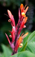 Canna Indica Purpurea - Indian Shot Purpurea