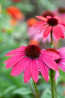 Echinacea Cheyenne Spirit - Coneflower hybride