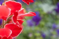 Gladiolus Atom - Fleur de glaïeuls