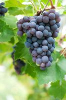 Vitis - Vigne 'Black Hamburg Schiava Grossa' avec raisins noirs mûrs