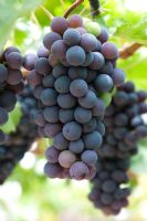 Vitis - Vigne 'Black Hamburg Schiava Grossa' avec raisins noirs mûrs