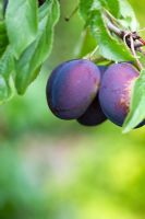 Prunus domestica - Prune 'Verity'