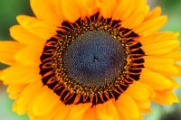 Venidium fastuosum 'Jaffa Ice' - Marguerite du Cap ou Monarque de la fleur de Veldt