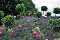 Laurus nobilis standards et boules en acier rose parmi la lavande dans le jardin 'Ne pas franchir la clôture'. Exposition florale RHS Tatton Park 2011