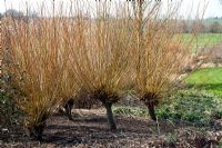 Salix alba subsp. vitellina 'Britzensis'