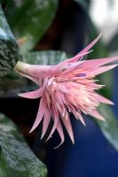 Aechmea fasciata