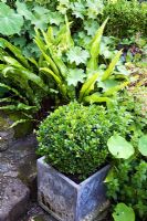 Un Buxus - Box ball se trouve dans un pot en plomb entouré de fougères hérissées et de feuilles de capucine - Merlin House, Wiltshire, Royaume-Uni