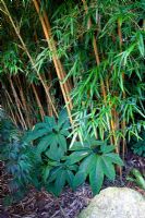 Phyllostachys vivax 'Aureocaulis' - Bambou et couvre-sol d'Arisaema dracontium