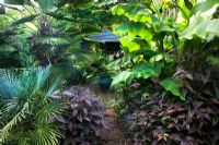 Jardin tropical avec Persicaria 'Red Dragon' en bas à droite, Musa basjoo en haut à droite, Trachycarpus Wagnerianus en haut à gauche et Chaemerops Humilis Cerifera en bas à gauche - Beechwell House, Bristol