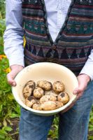 Homme tenant un bol de premières pommes de terre précoces - var. 'Maris Bard'