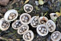 Cyathus olla - Field Birds Nest Fungi, vue rapprochée des organes de fructification, Norfolk, UK, septembre